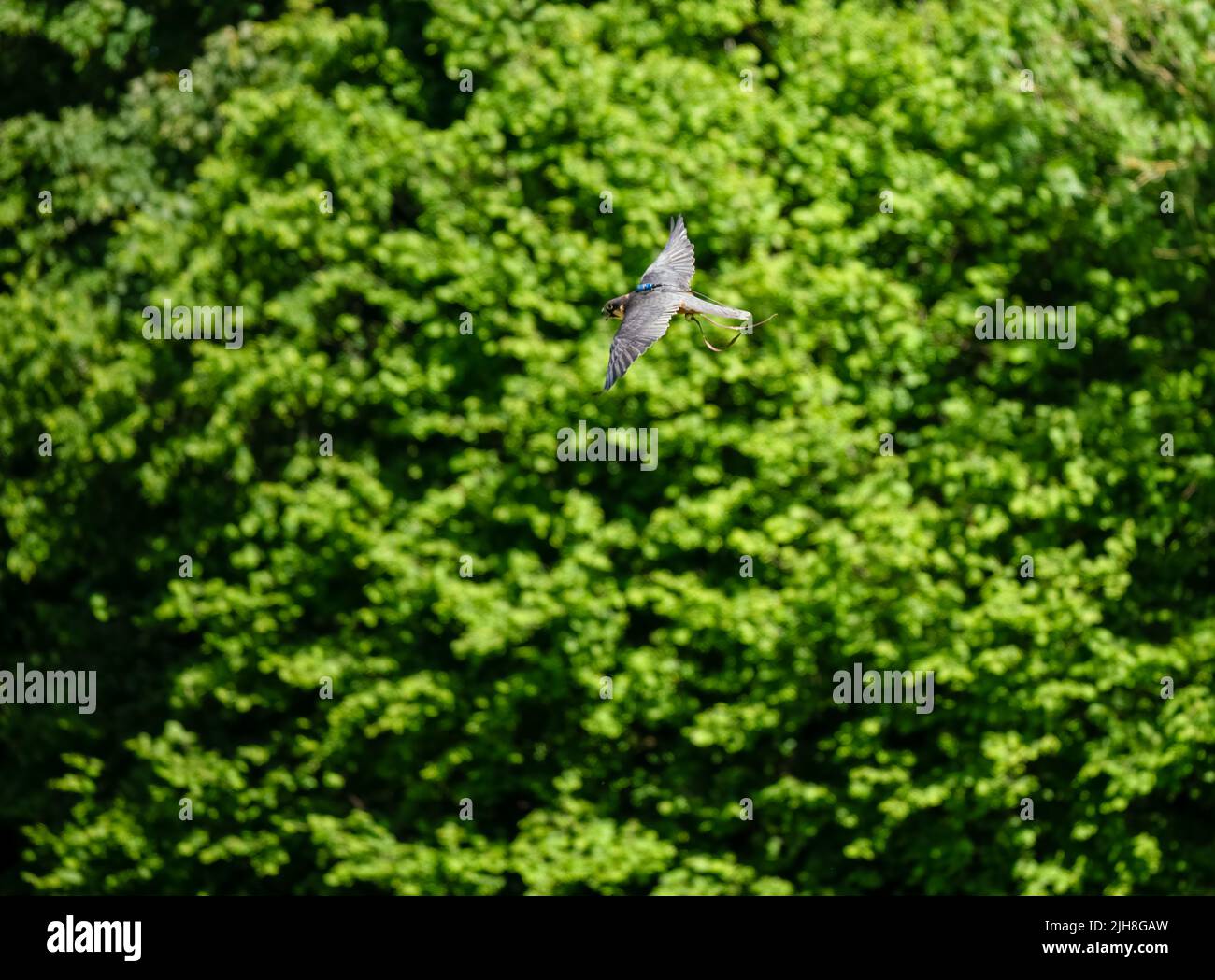 a peregrine falcon in a demonstration flight Stock Photo