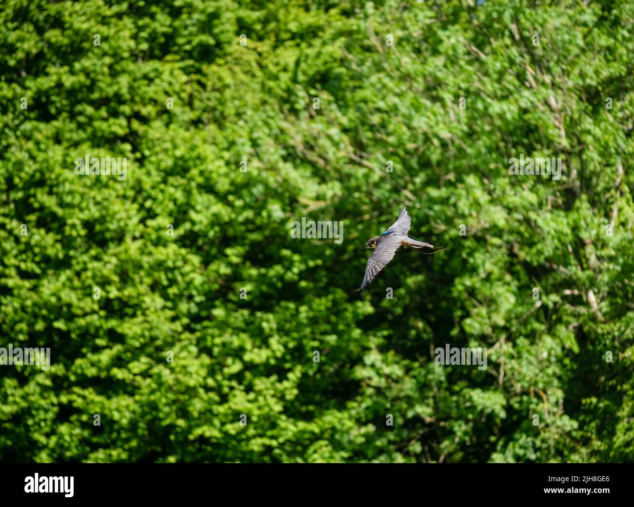 a peregrine falcon in a demonstration flight Stock Photo