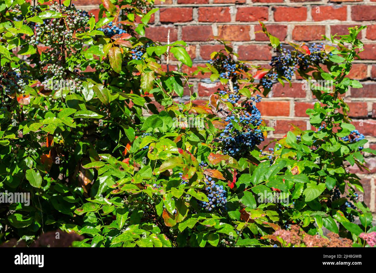 Holly magonia is an evergreen shrub native to North America. Blue and purple bunches of berries on red brick wall background, copy space. mid autumn. Stock Photo