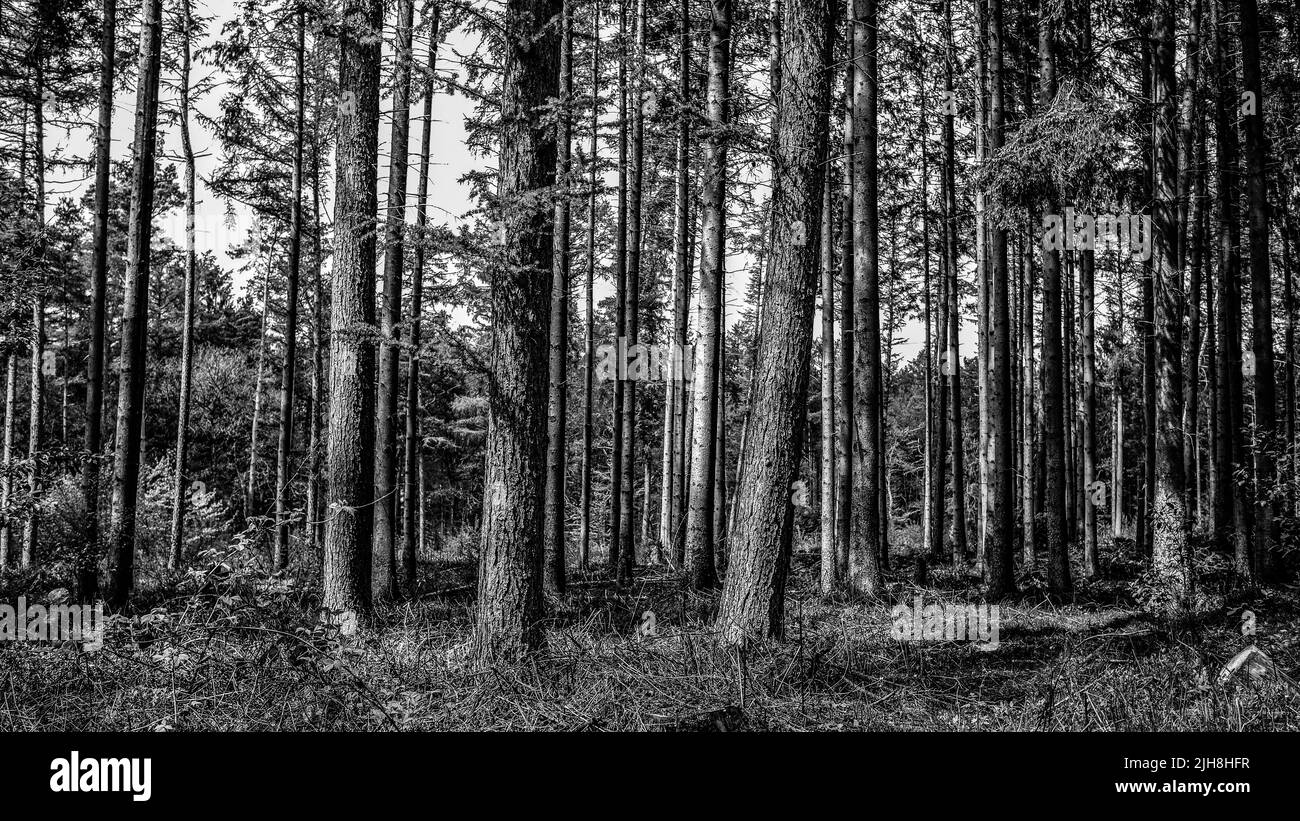 A tall trees in the forest Stock Photo Alamy