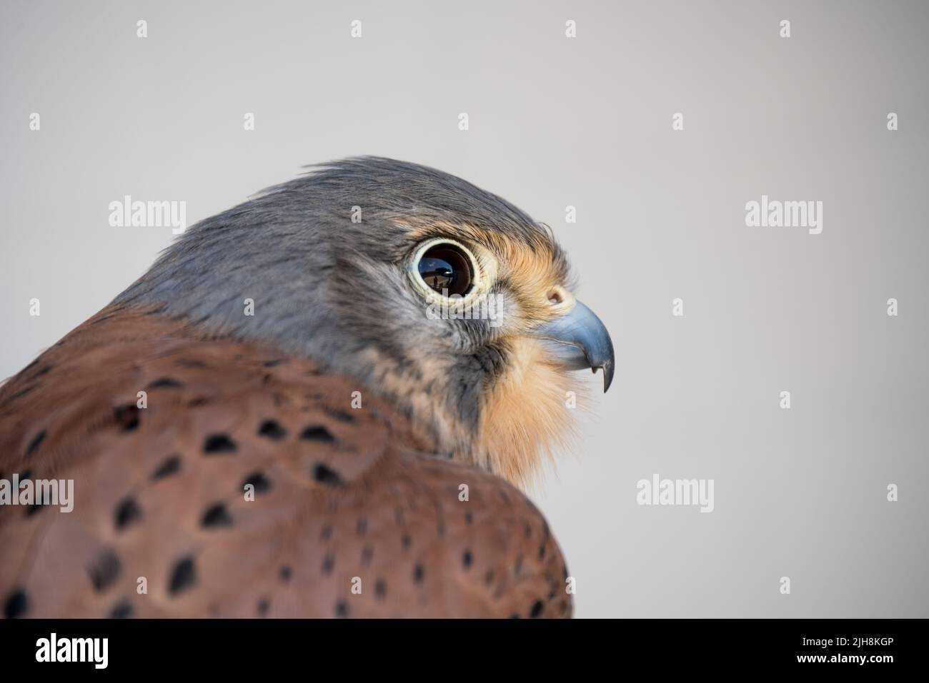 a peregrine falcon resting after a demonstration flight Stock Photo