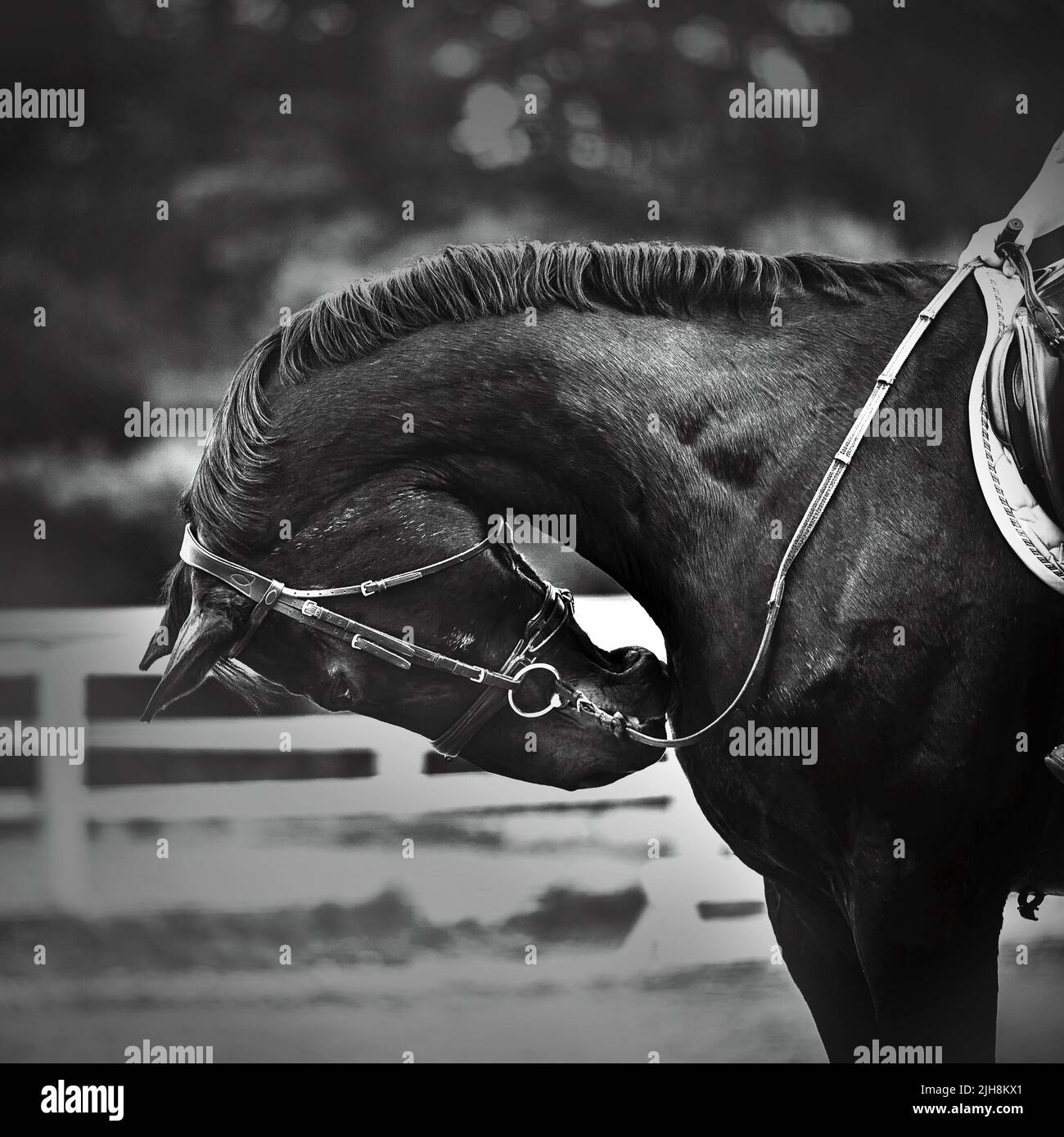 A black and white portrait of a black horse with a rider in the saddle, which bent its neck. Horse riding. Equestrian life. Stock Photo