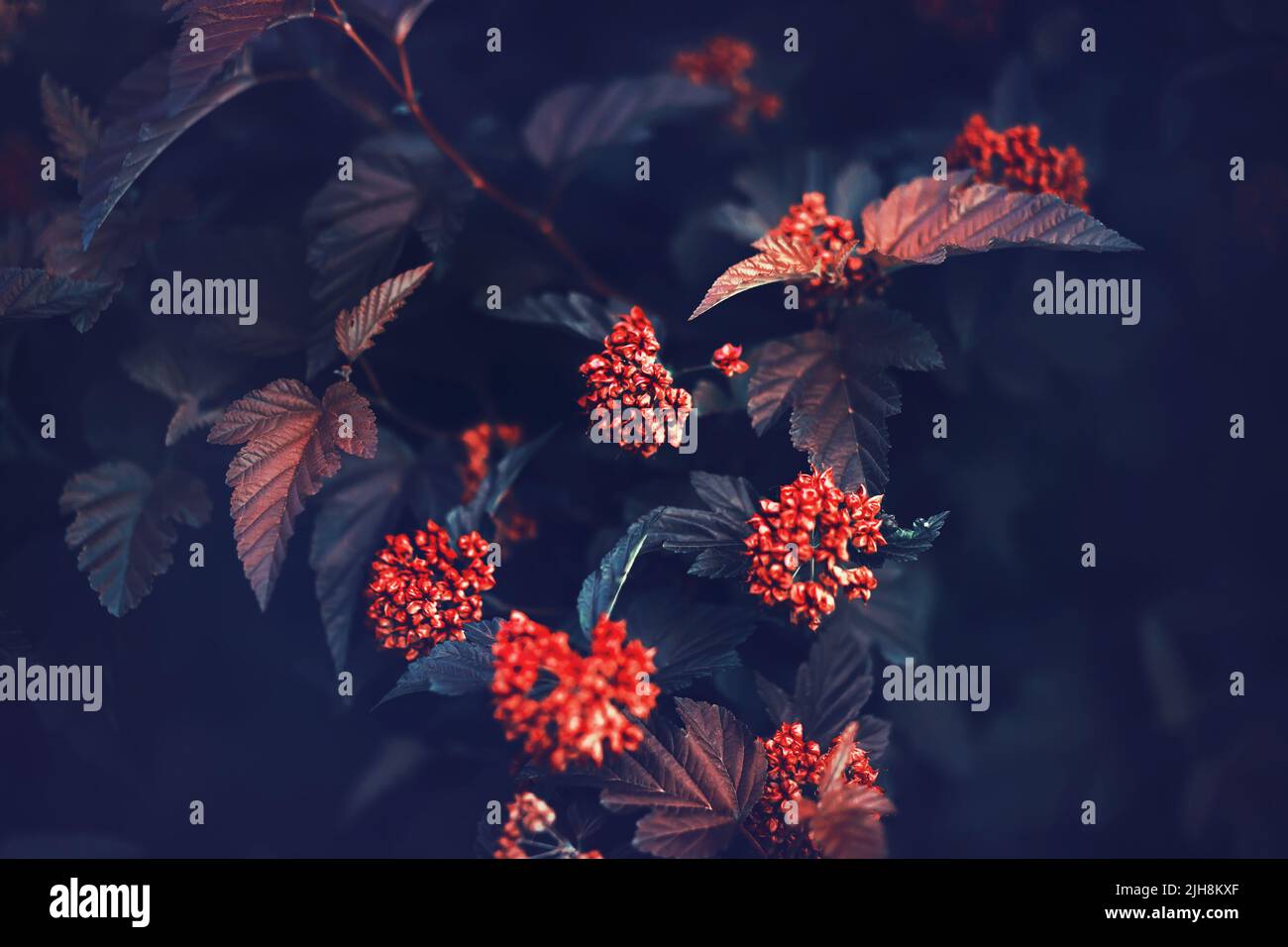 A beautiful spirea plant with red flowers and dark blue leaves grows in the evening twilight of autumn. The beauty of nature. Stock Photo