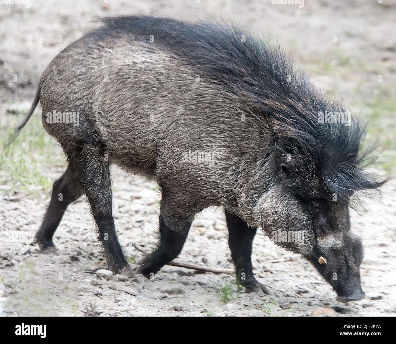 Walking a pig hi-res stock photography and images - Alamy
