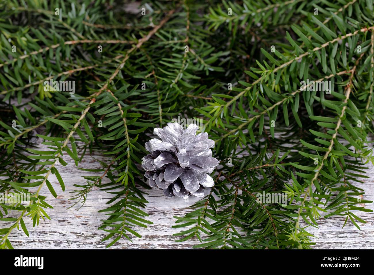 Close up of a silver color pine cone ornament with real fir branches on white rustic wood for the Christmas or New Year holiday background Stock Photo