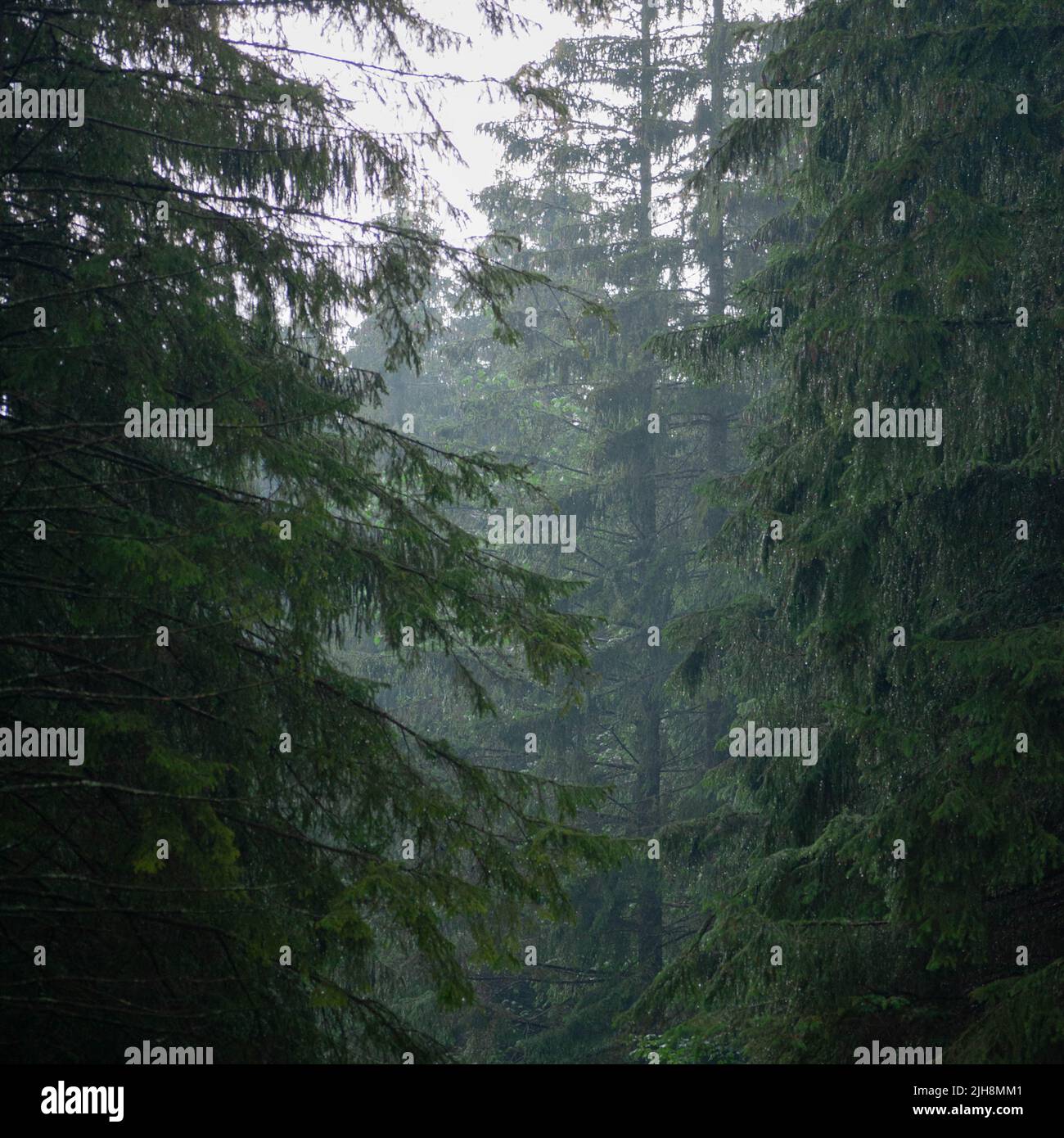 A mysterious forest full of pine trees covered in fog after the rain ...