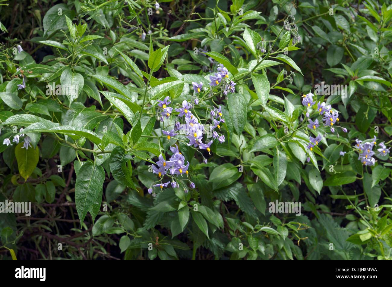 Tall hedge with blue flowers against the sky. Bittersweet Nightshade