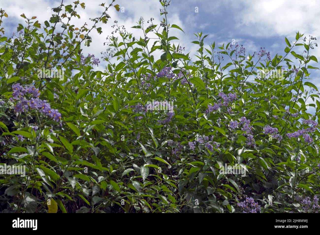 Tall hedge with blue flowers against the sky. Bittersweet Nightshade