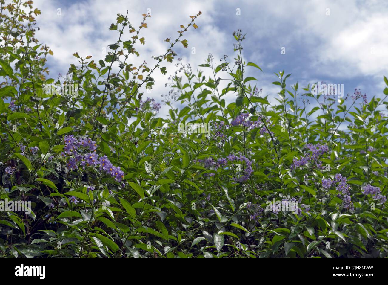 Tall hedge with blue flowers against the sky. Bittersweet Nightshade