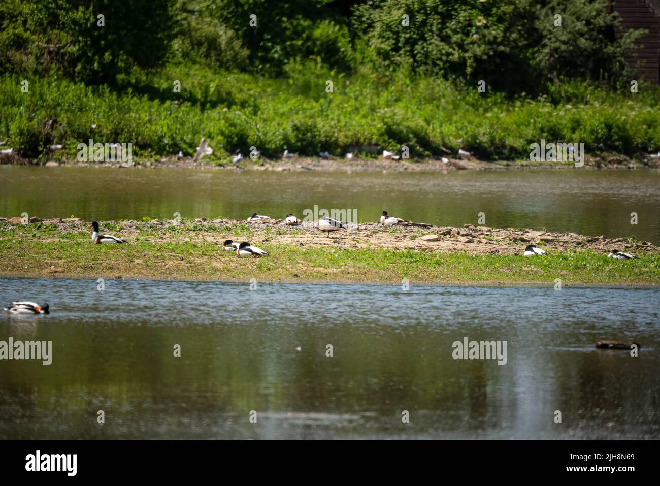 waterfowl, ducks, geese, swans and seagulls on a sanctuary lake island Stock Photo