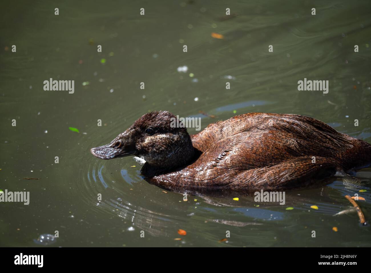 closeup of white headed duck (Oxyura leucocephala) Stock Photo