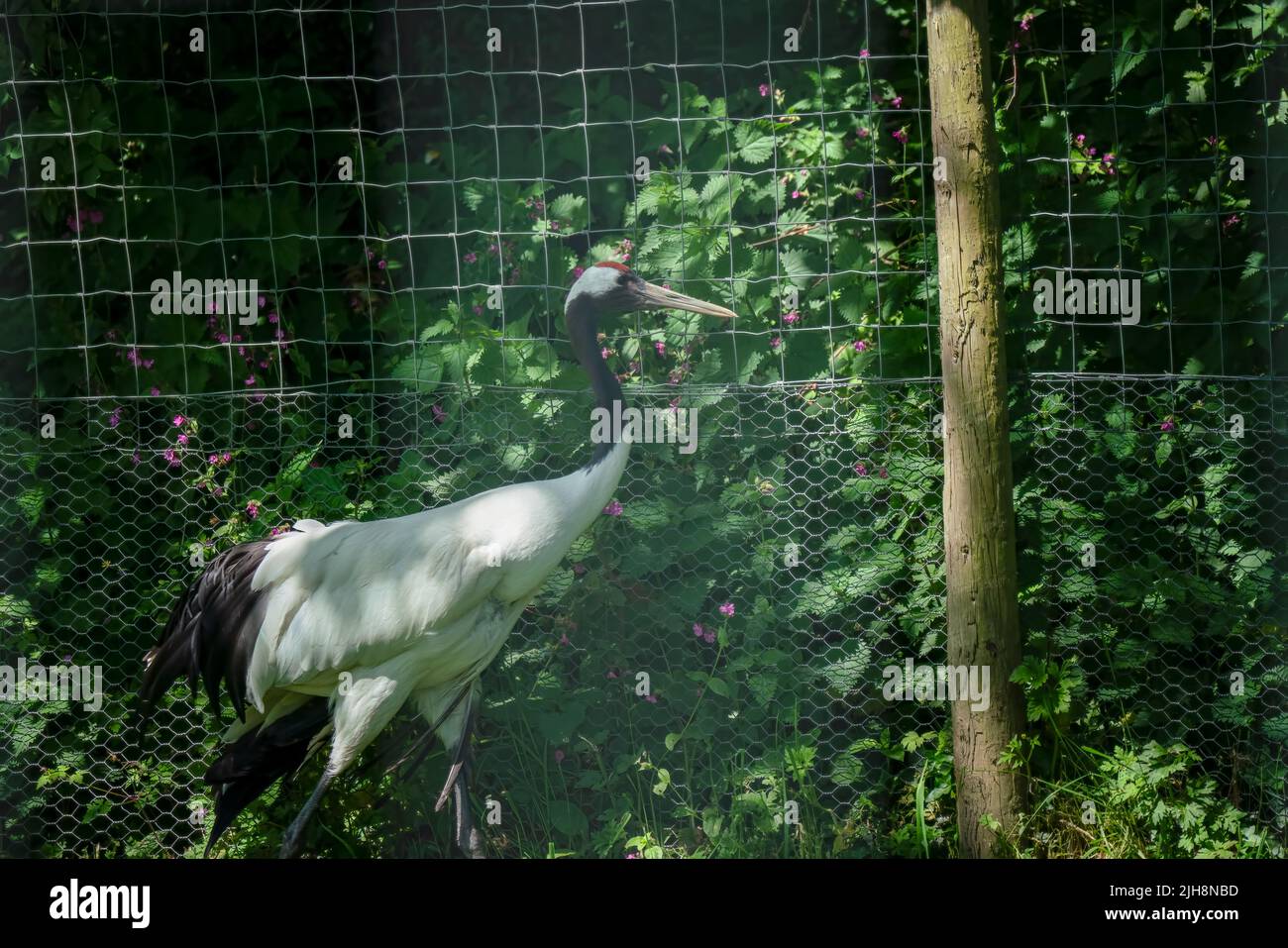 detailed close up of a red crowned crane, manchurian crane or Japanese crane (Grus japonensis) Stock Photo