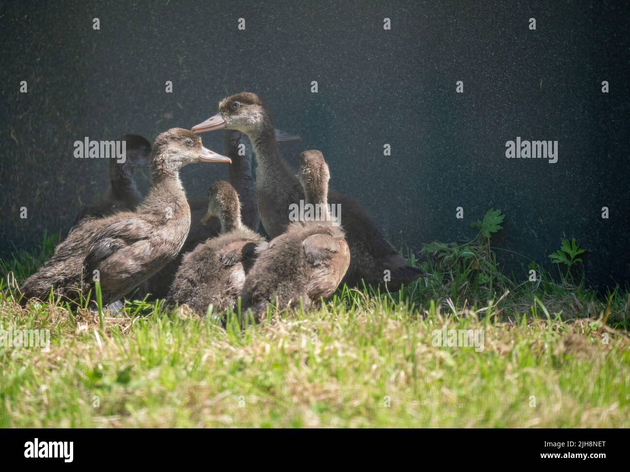 a clutch of young brown goslings (Anser) Stock Photo