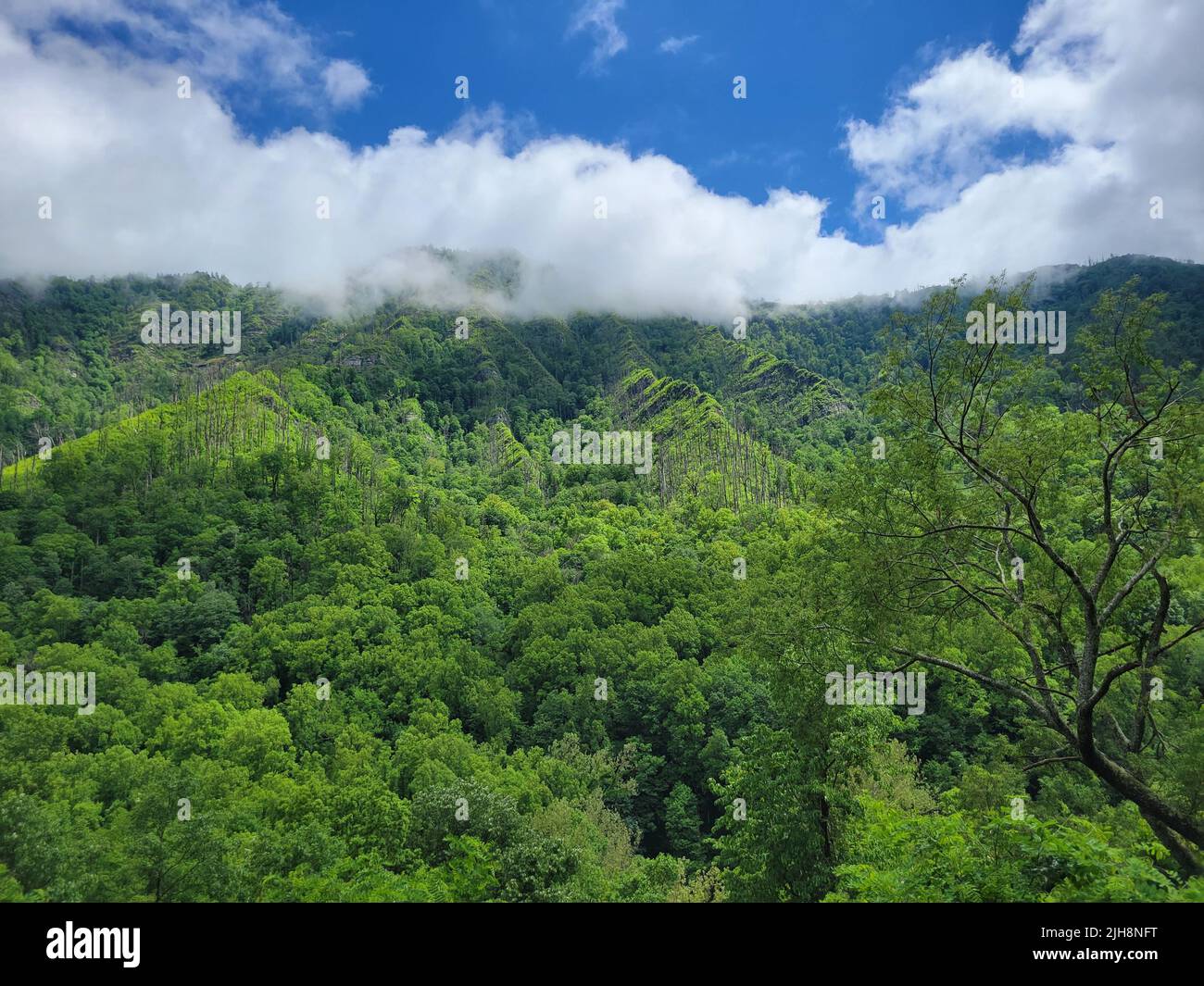 The view of green forest landscape under the cloudy sky Stock Photo - Alamy