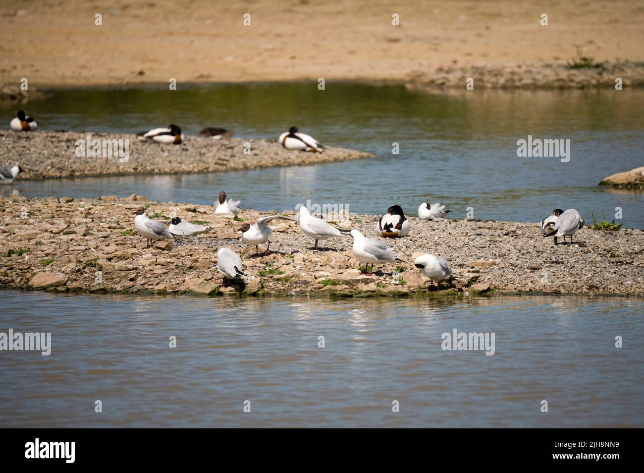 waterfowl, ducks, geese, swans and seagulls on a sanctuary lake island Stock Photo
