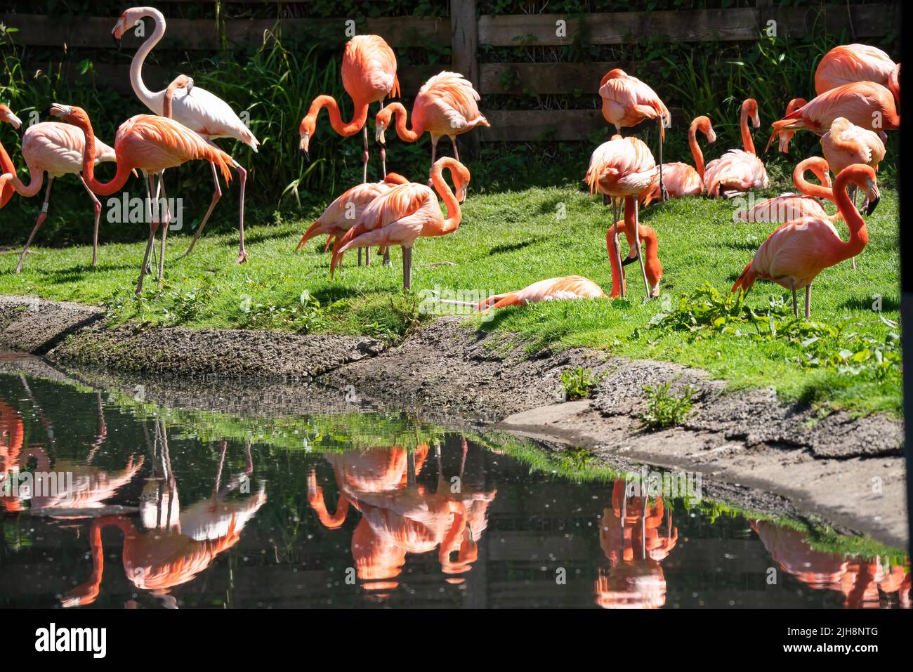 caribbean pink flamingos (Phoenicopterus ruber Linnaeus) Stock Photo