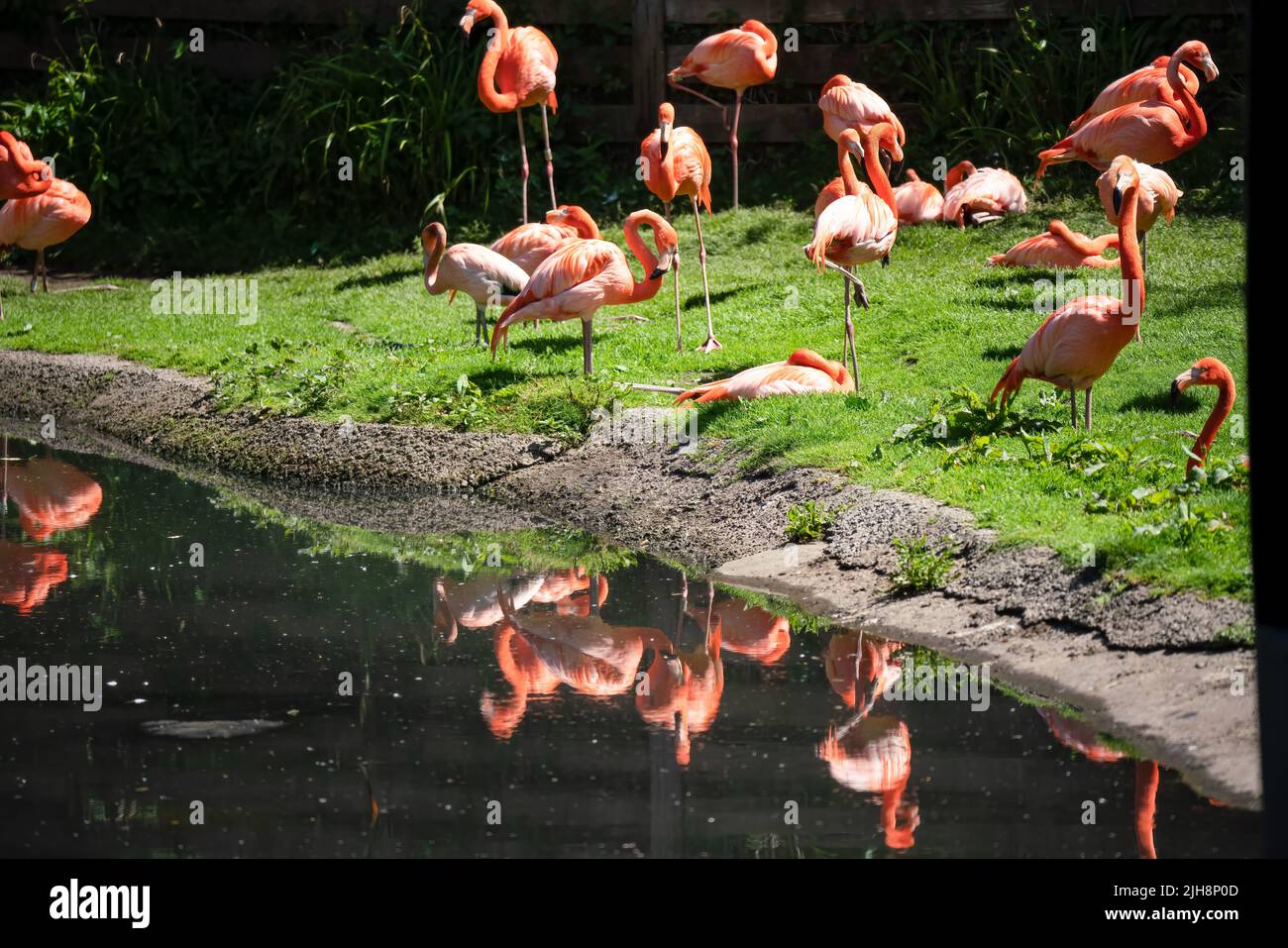 caribbean pink flamingos (Phoenicopterus ruber Linnaeus) Stock Photo