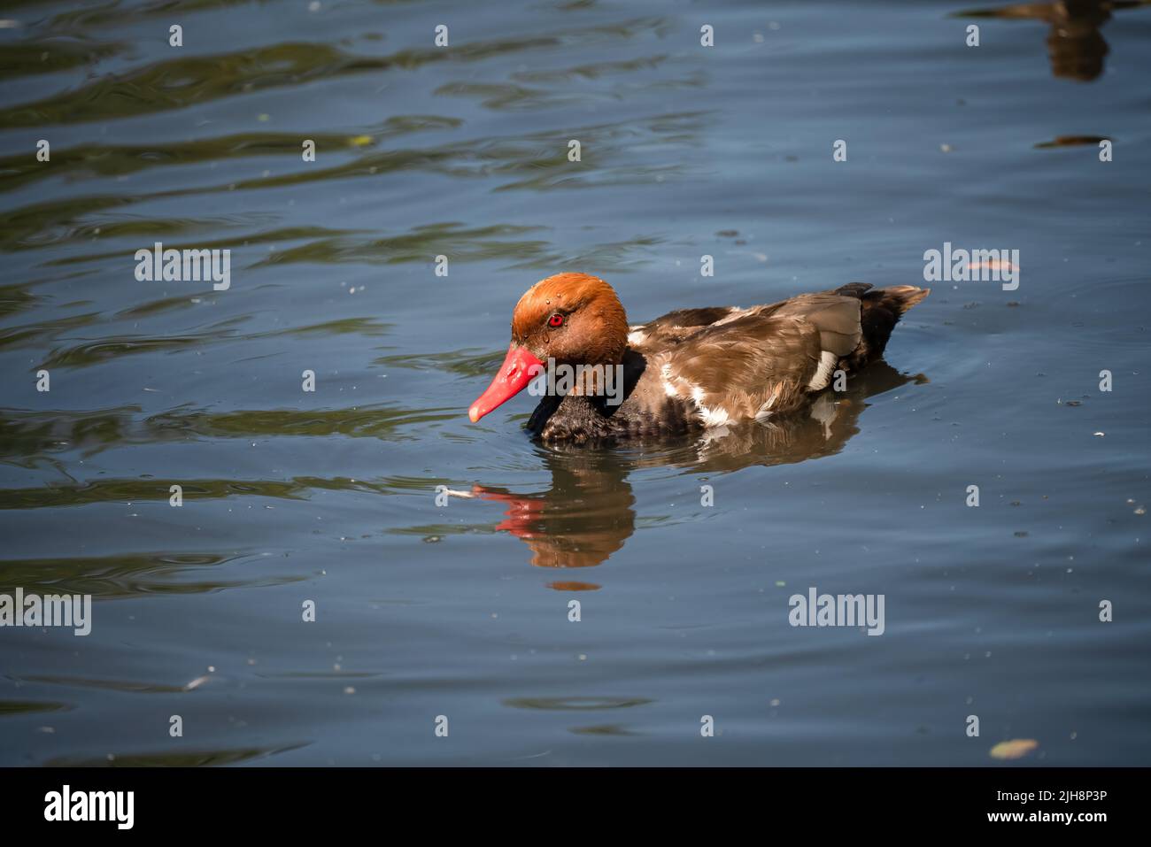 close up of a red-crested pochard (Netta rufina) Stock Photo