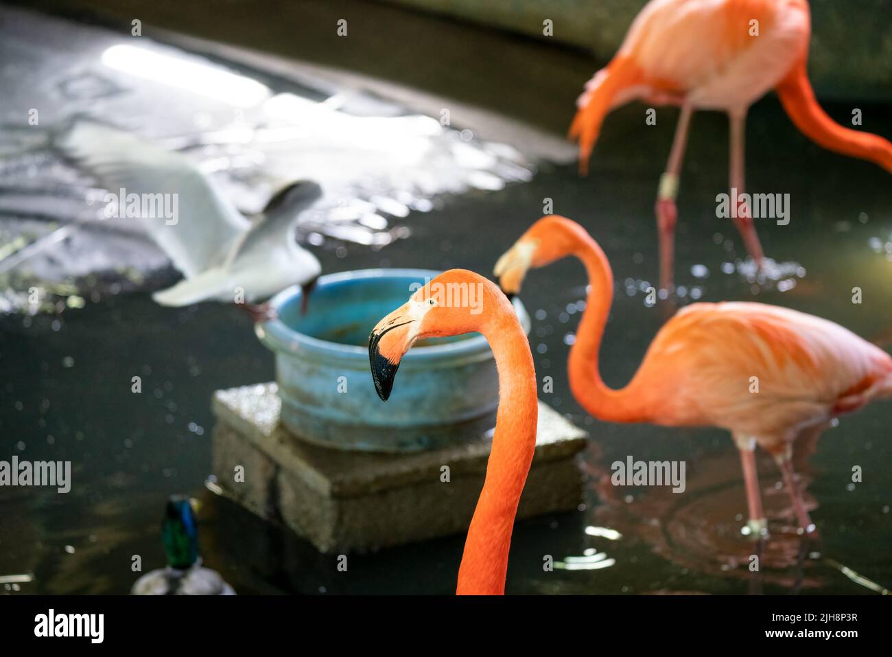 caribbean pink flamingo (Phoenicopterus ruber Linnaeus) Stock Photo