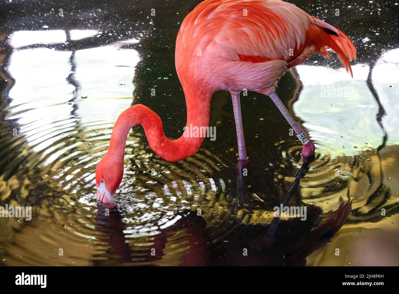 caribbean pink flamingo (Phoenicopterus ruber Linnaeus) Stock Photo