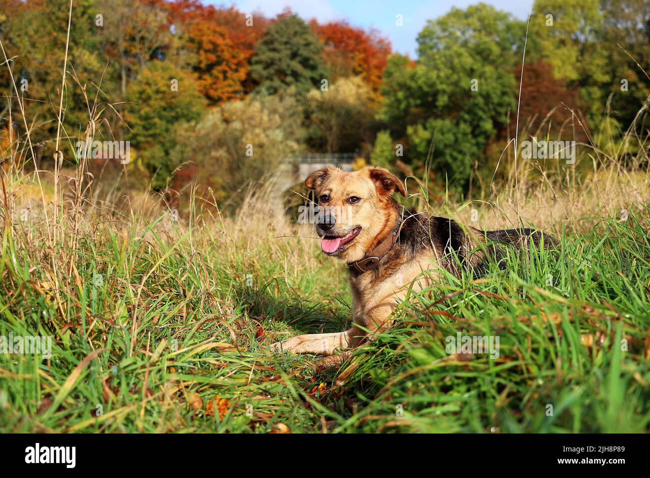 The Huntaway dog resting on the grass with trees in the background on an autumn day Stock Photo