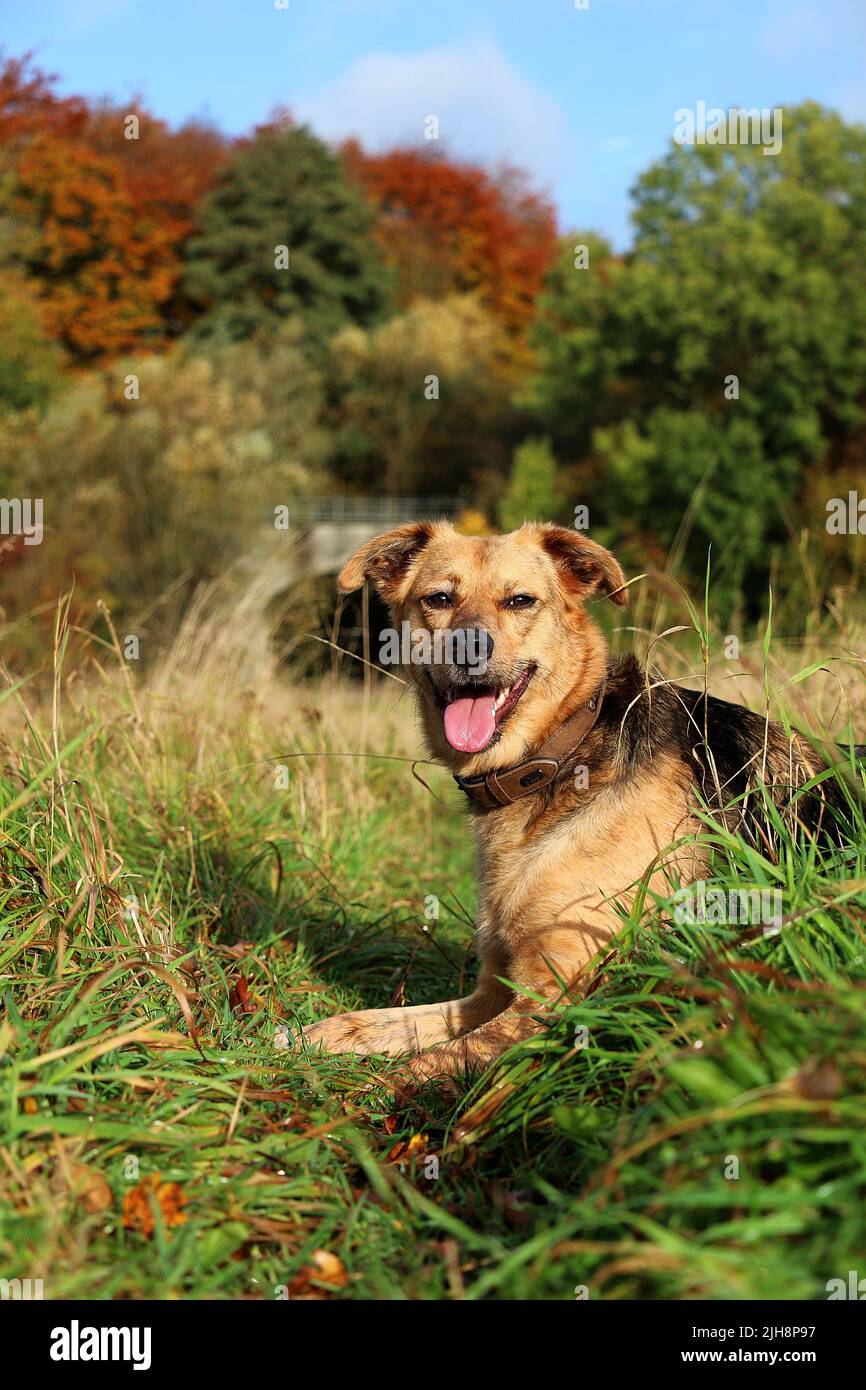 The vertical view of a Huntaway dog resting on the grass with trees in the background on an autumn day Stock Photo