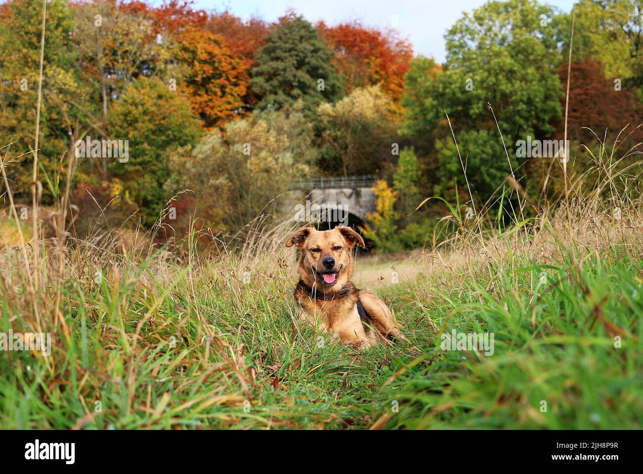 The Huntaway dog resting on the grass with trees in the background on an autumn day Stock Photo