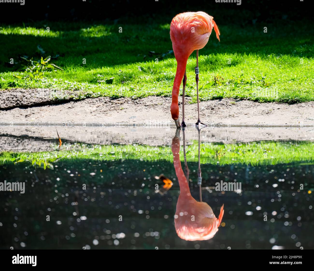 caribbean pink flamingo (Phoenicopterus ruber Linnaeus) Stock Photo