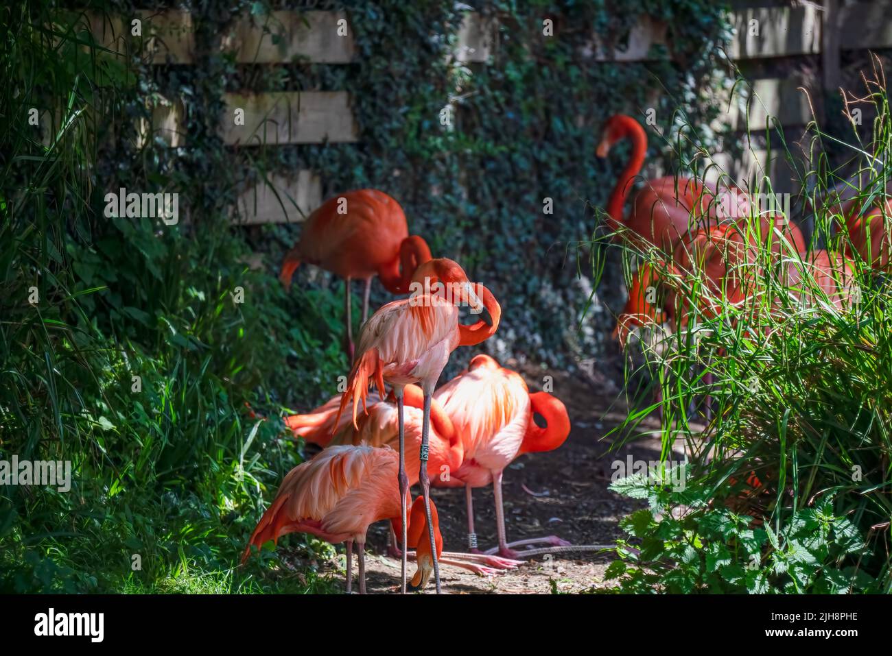 caribbean pink flamingos (Phoenicopterus ruber Linnaeus) Stock Photo