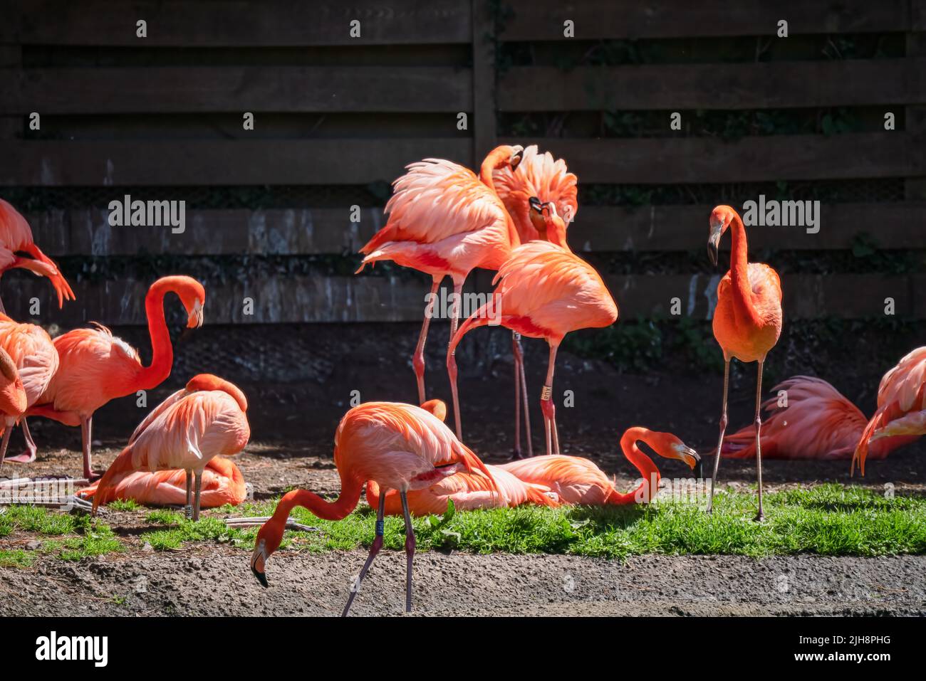 caribbean pink flamingos (Phoenicopterus ruber Linnaeus) Stock Photo