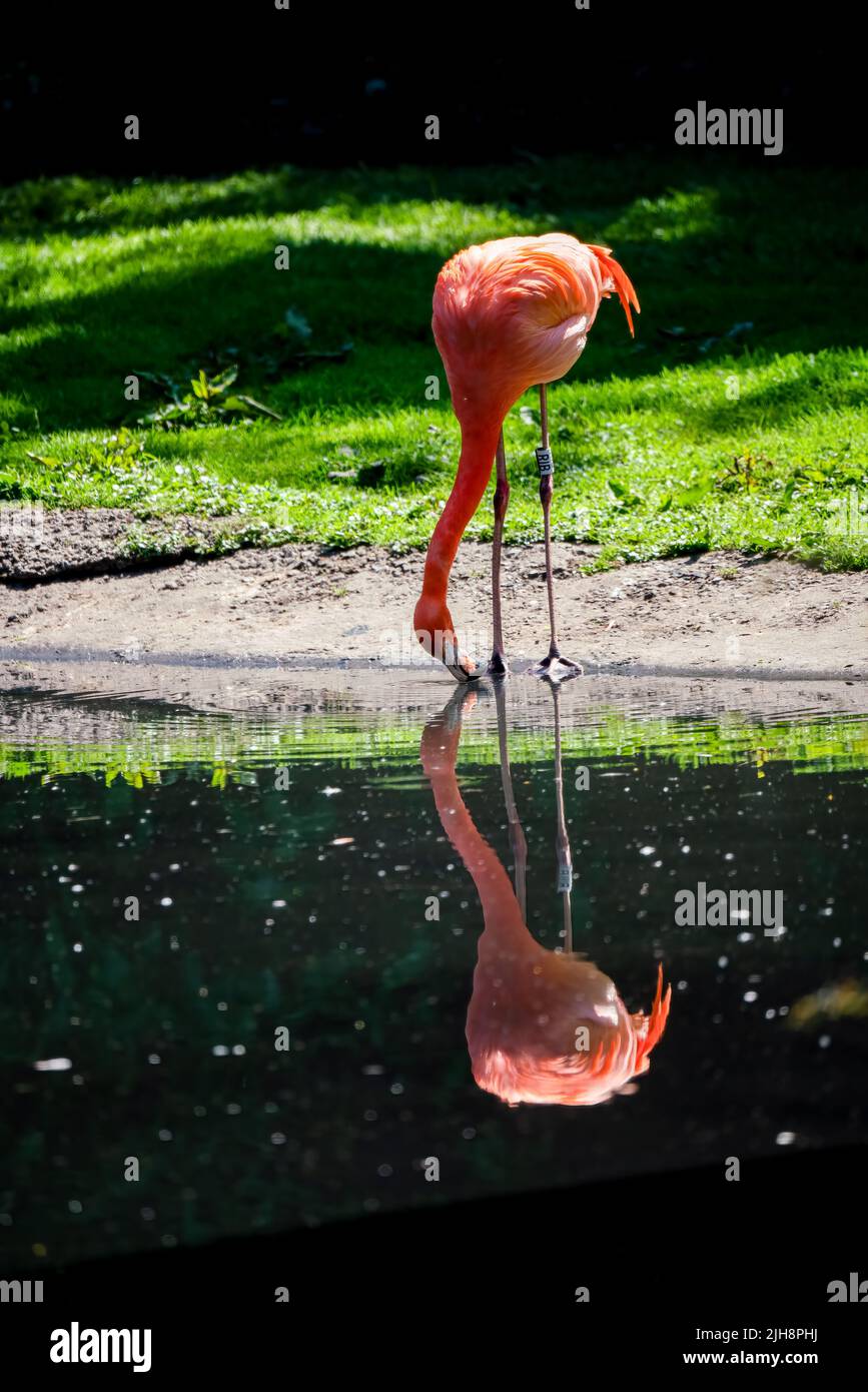 caribbean pink flamingo (Phoenicopterus ruber Linnaeus) Stock Photo