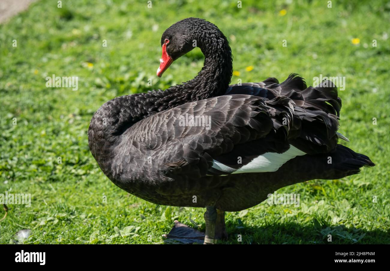 close up of a black swan (Cygnus atratus) Stock Photo