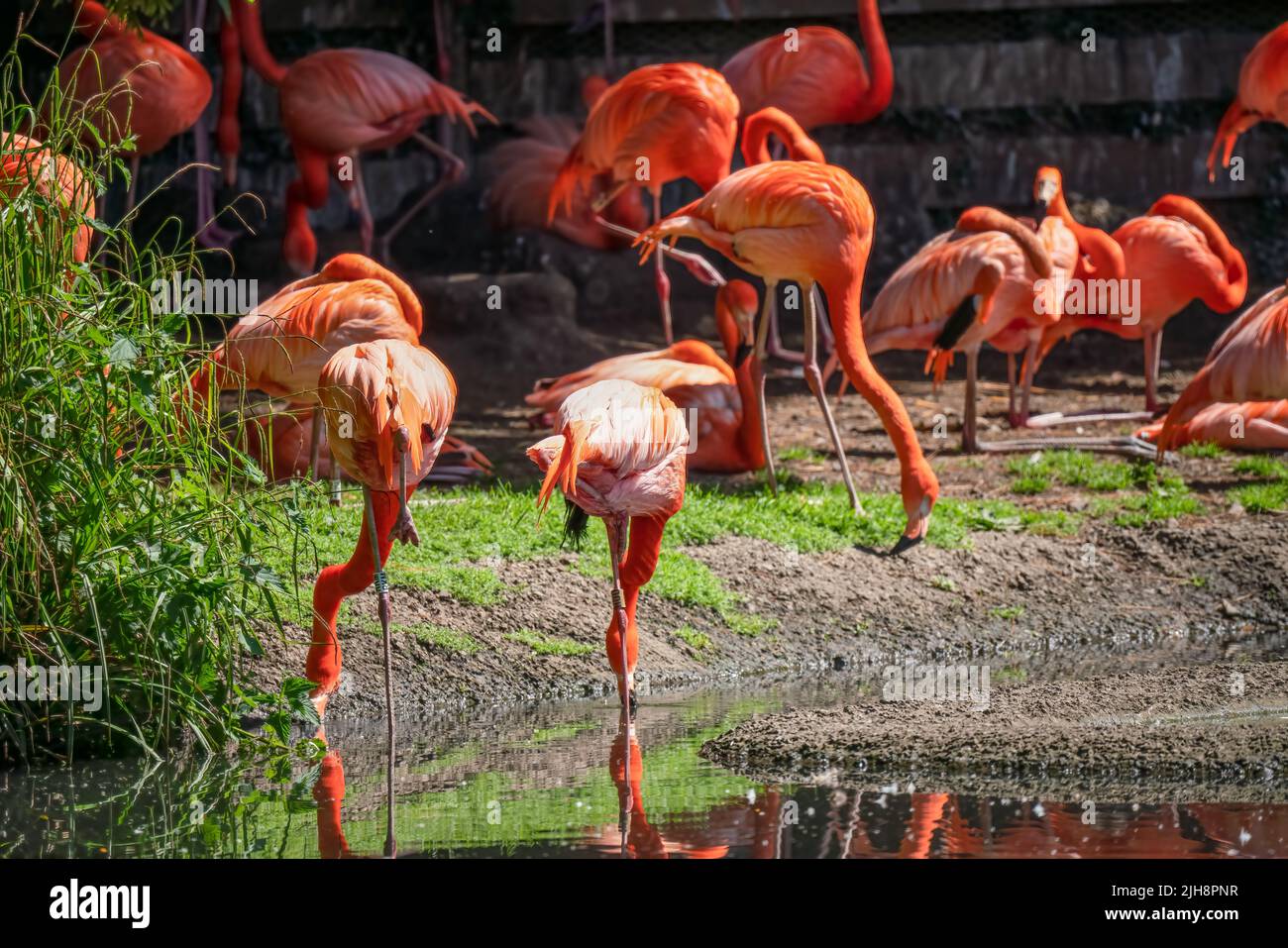 caribbean pink flamingos (Phoenicopterus ruber Linnaeus) Stock Photo