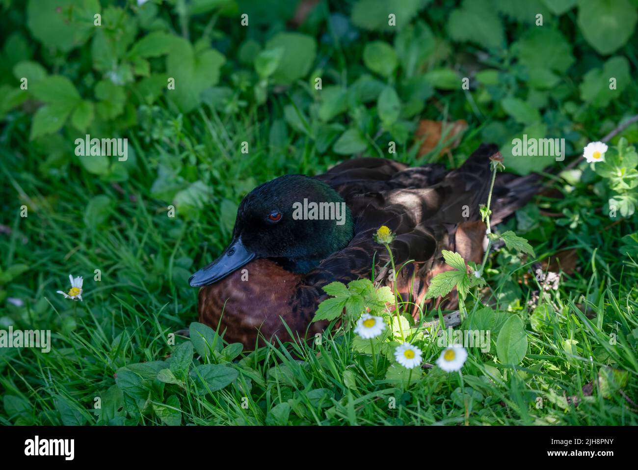 close up of a Chestnut teal duck (Anas castanea) Stock Photo