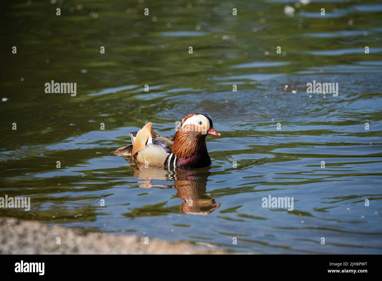 close up of a Mandarin duck (Aix galericulata) Stock Photo