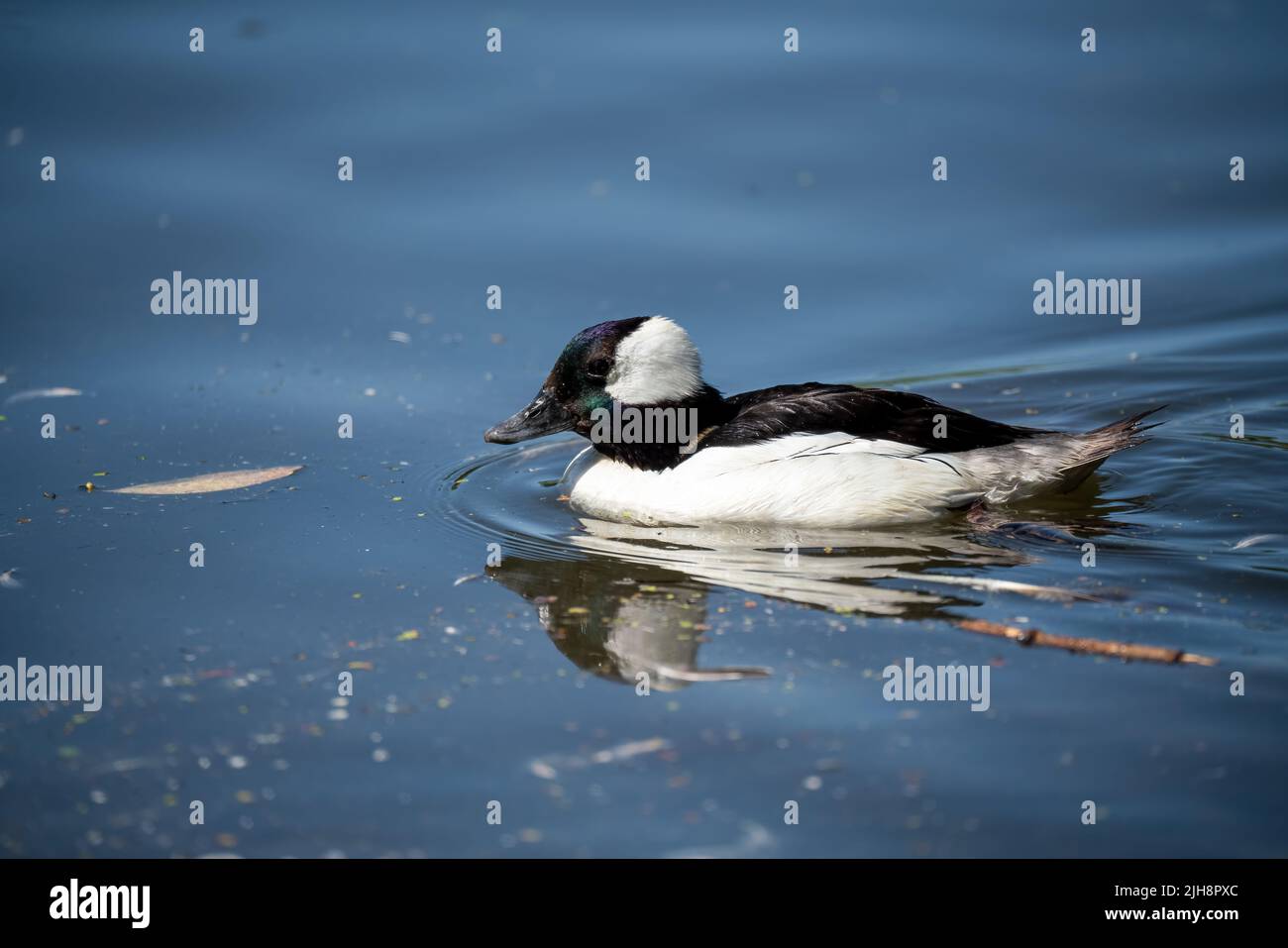 close up of a Bufflehead, the goldeneyes (Bucephala albeola) Stock Photo