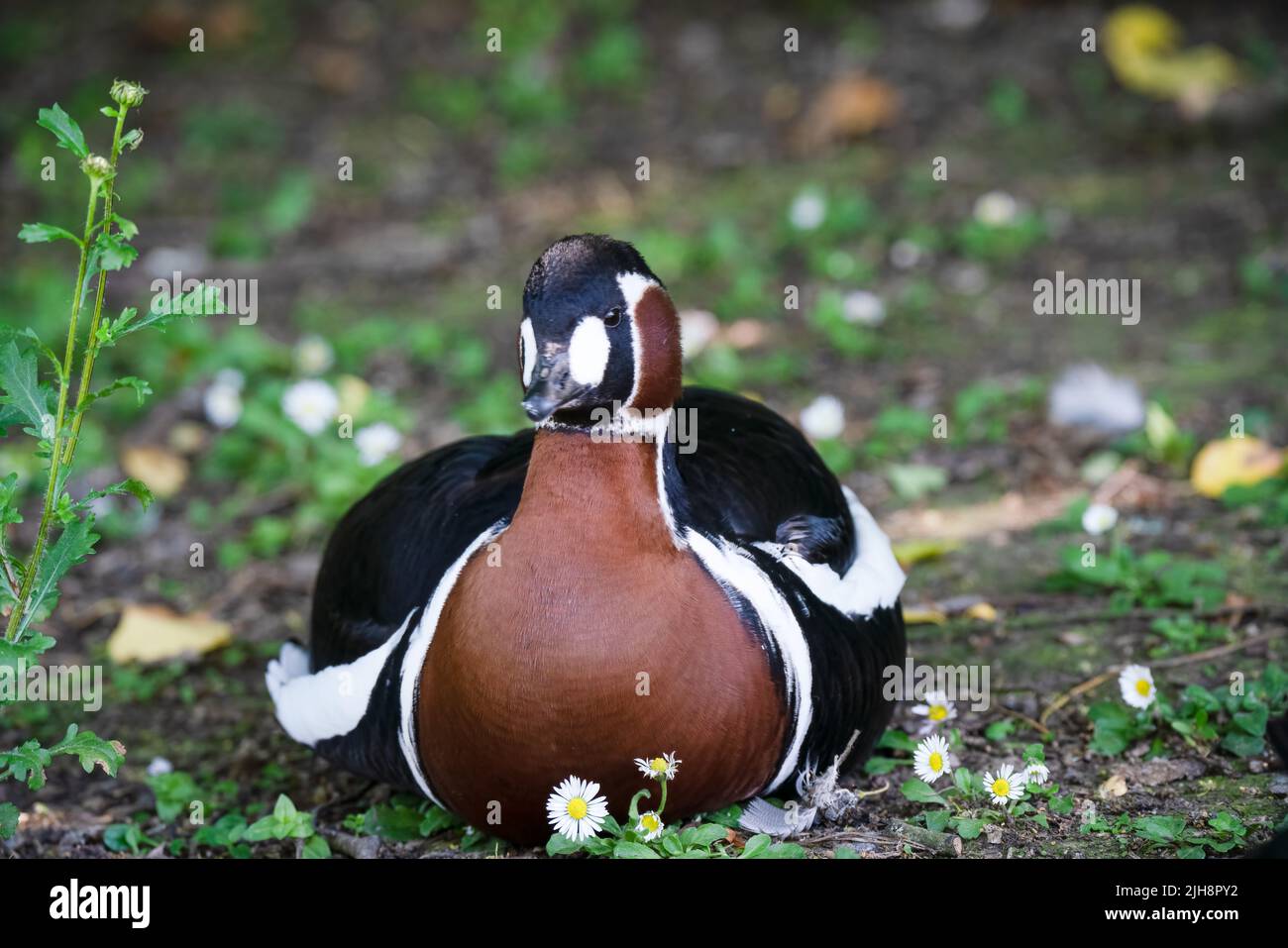 close up of a Red breatsed goose (Branta ruficollis) Stock Photo
