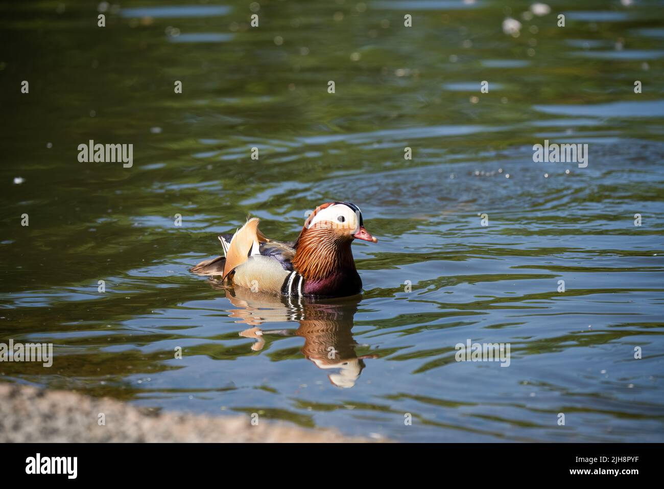 close up of a Mandarin duck (Aix galericulata) Stock Photo