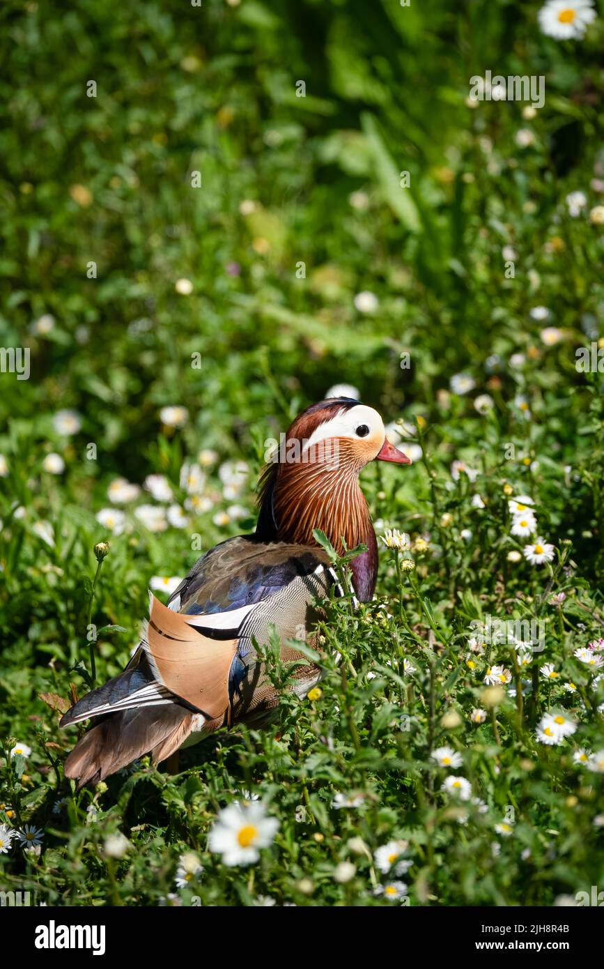 close up of a Mandarin duck (Aix galericulata) Stock Photo