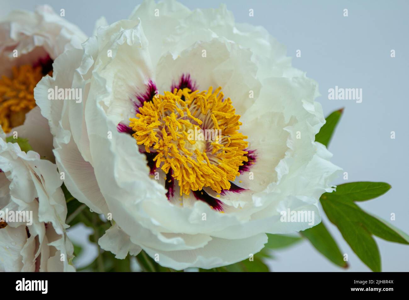 Beautiful white peony suffruticosa or tree peonies flowers bouquet with water drops on petals on a white background. Stock Photo