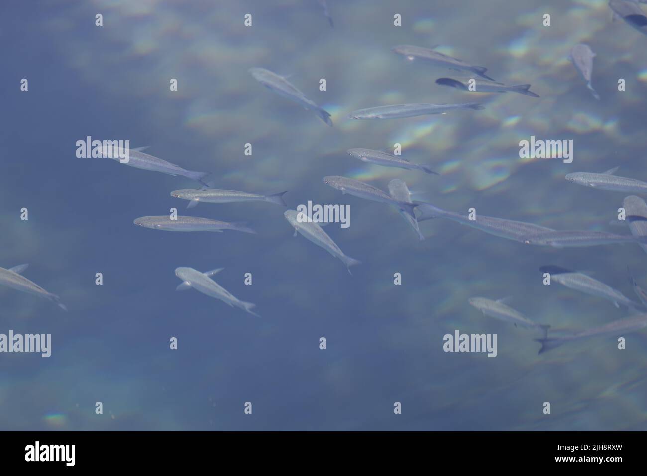many group of Anchovies fish in natural lake Madeira underwater Stock
