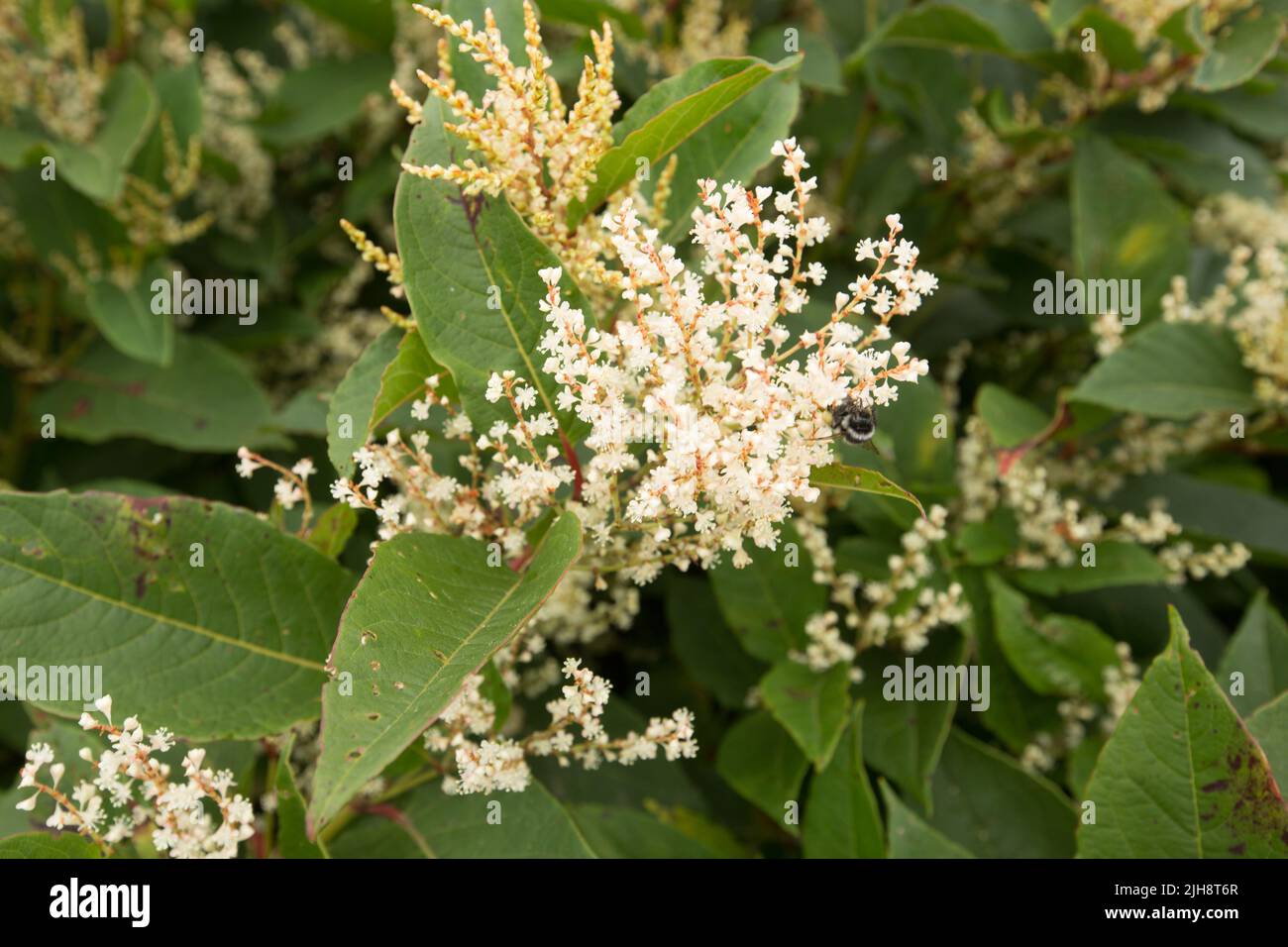 A closeup shot of blossom Persicaria polymorpha plants with green leaves in the garden Stock Photo