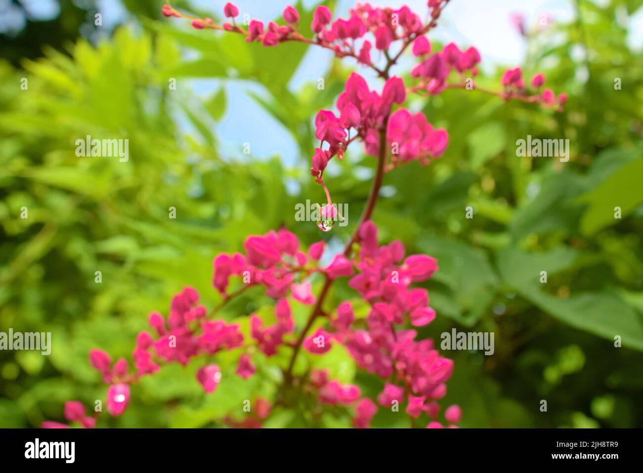 The pink flowers of the Antigonon leptopus growing in the garden Stock Photo