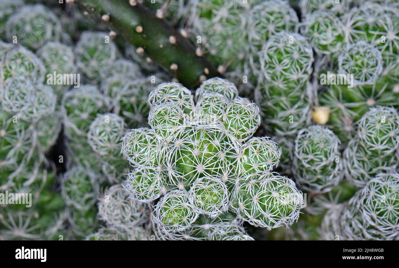 Cactus plant leaves pattern. Green leaves. Natural background. green ...