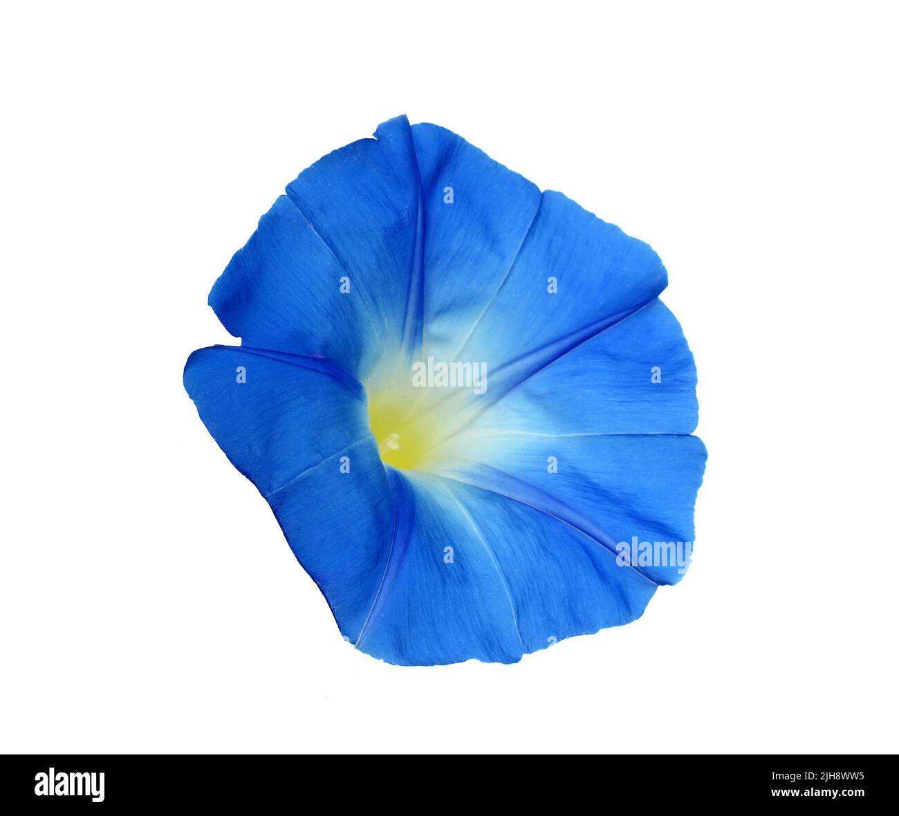 Blue morning glory flower isolated on white background. Blue ipomoea