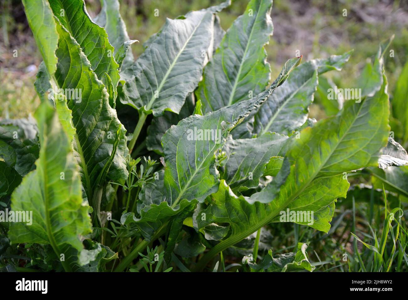Food from nature. Rumex patientia, known as patience dock, garden patience, herb patience, or monk's rhubarb, is a herbaceous perennial plant. Stock Photo