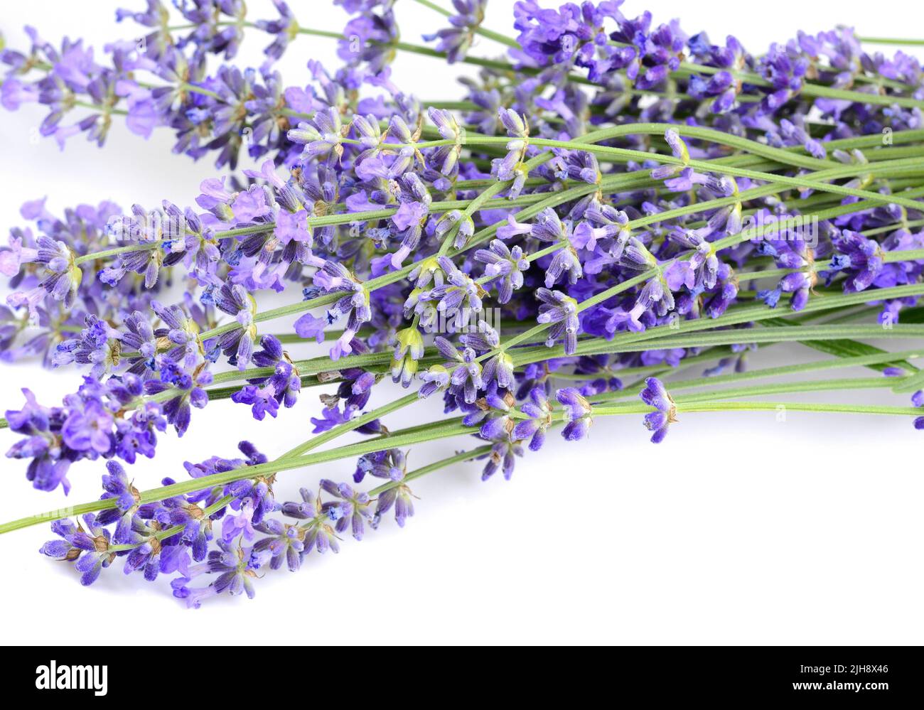 lavender flowers isolated on white background Stock Photo - Alamy