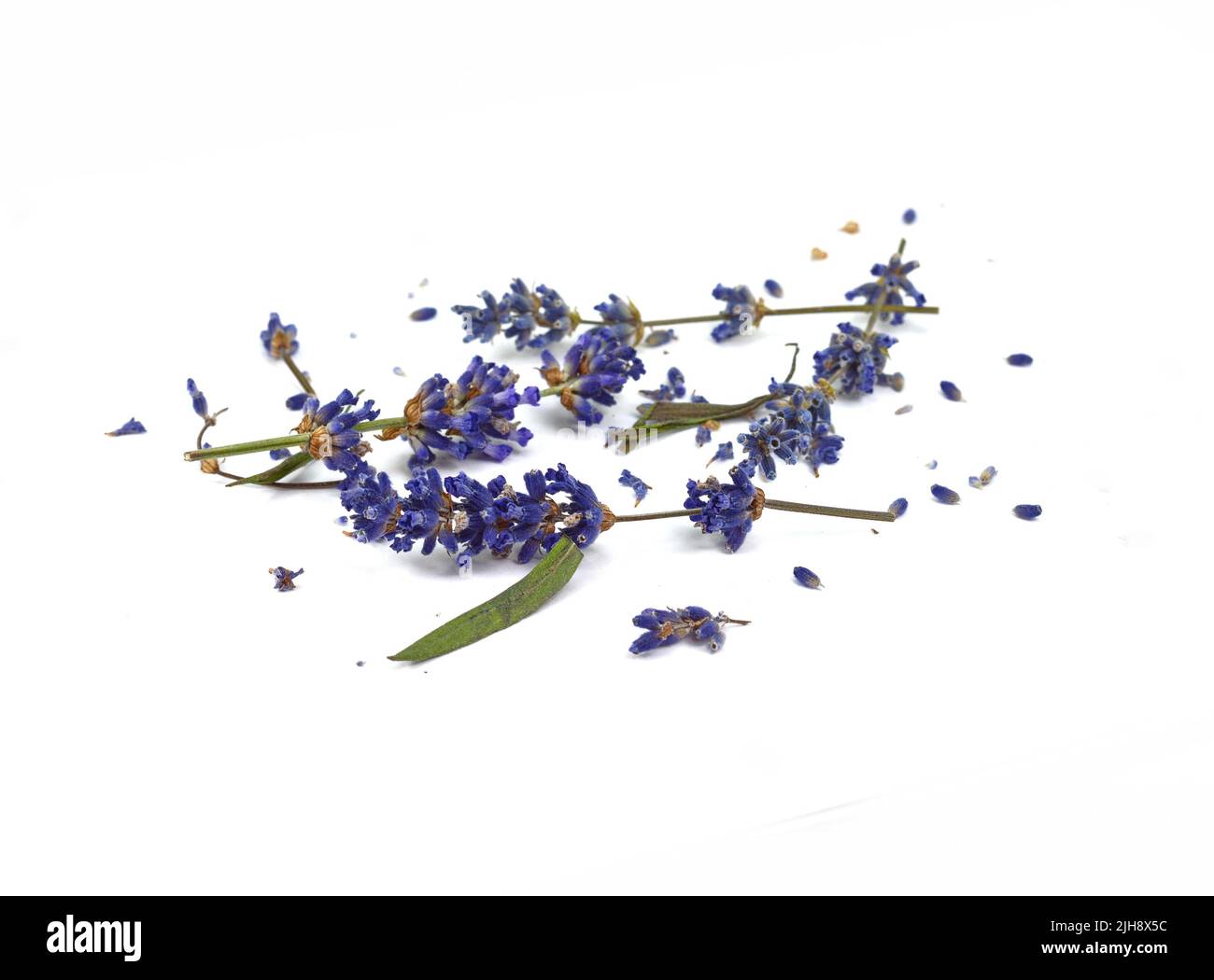 lavender flowers isolated on white background Stock Photo - Alamy