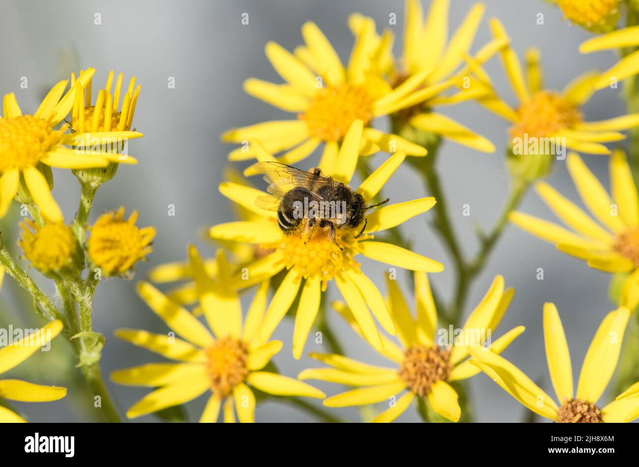 Foraging solitary bee (Andrena sp) Stock Photo