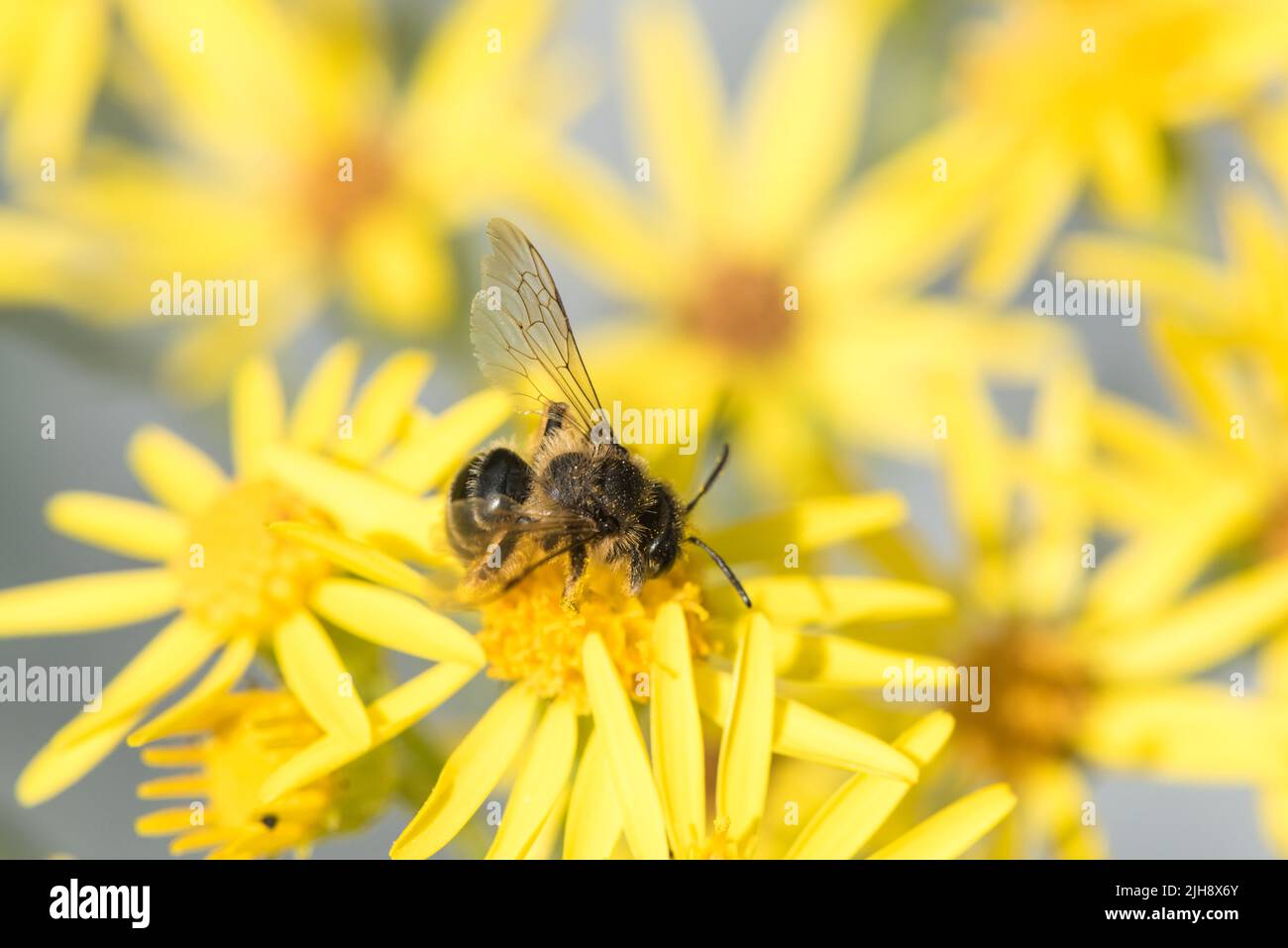 Foraging solitary bee (Andrena sp) focusing on the wing to show the venation Stock Photo